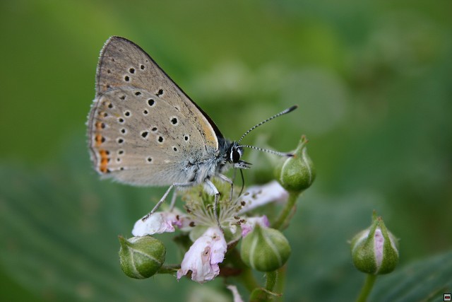 img00011.jpg